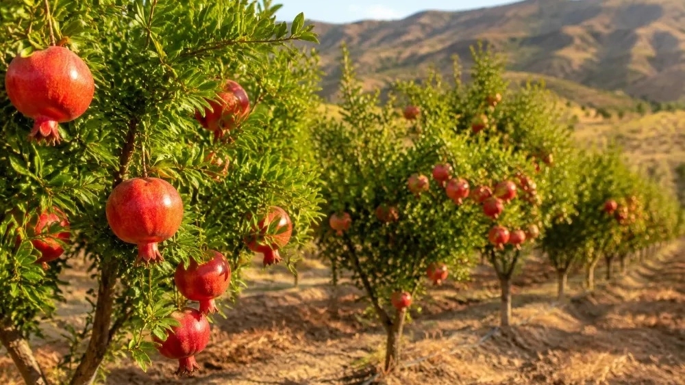 تولید و عرضه نهال انار خداآفرین مرغوب توسط تولیدکننده برتر
