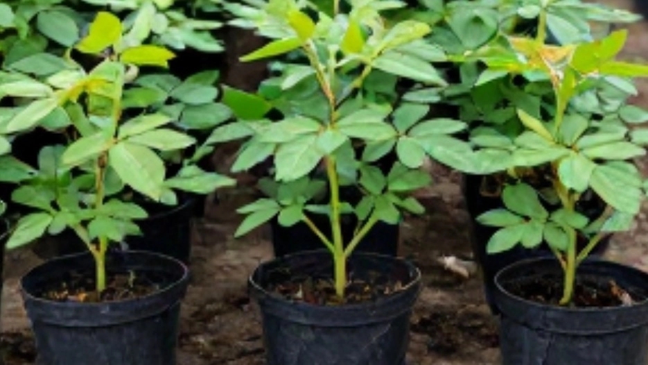 Producing mohammadi seedlings with world standard in Tabriz, buying modified and guaranteed seedlings