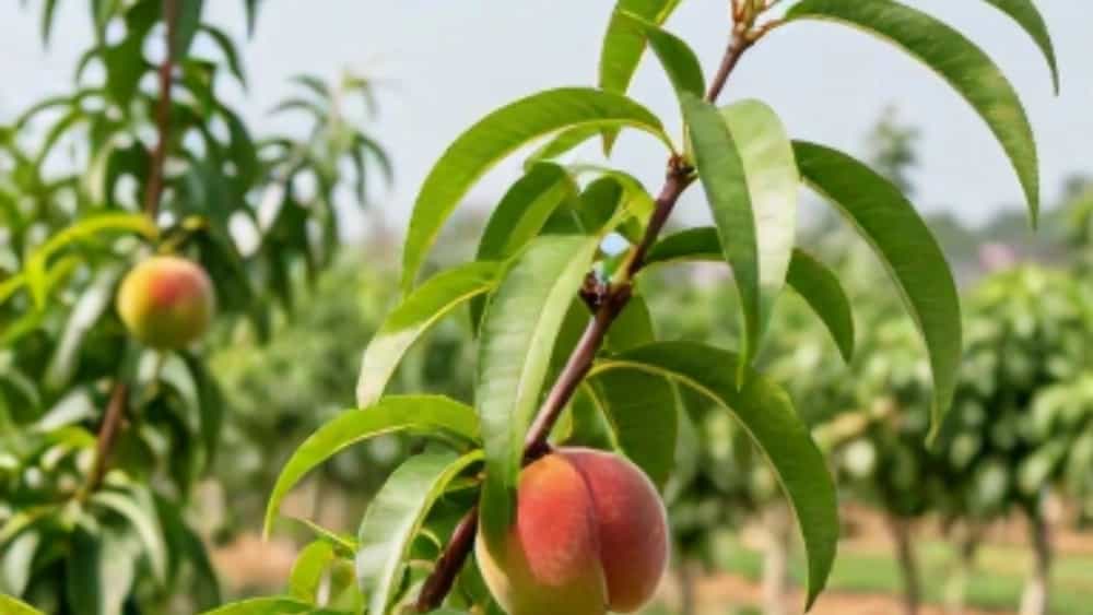 فروش نهال هلو انجیری زودگل و دیربار در تبریز با کیفیت عالی