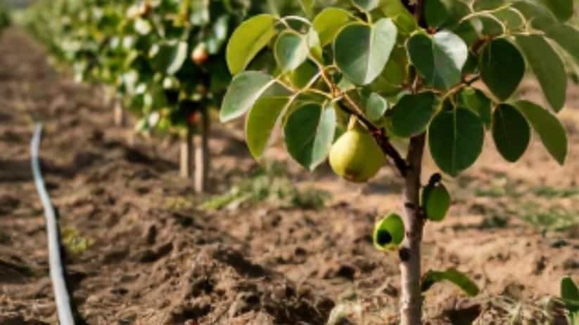 فروش نهال گلابی درگز؛ آمار بی‌نظیر باردهی در تبریز و مناطق سردسیر