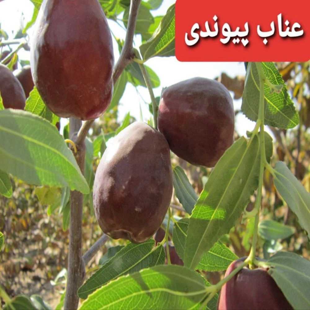 1734341230995.webp
