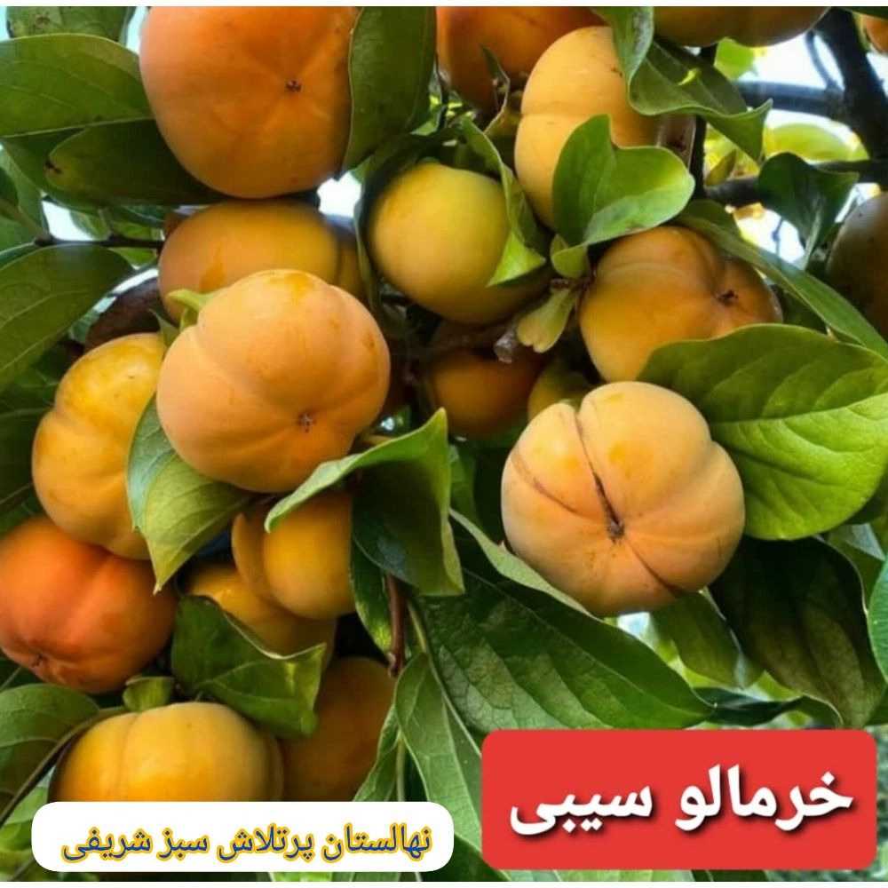 1734430534834.webp