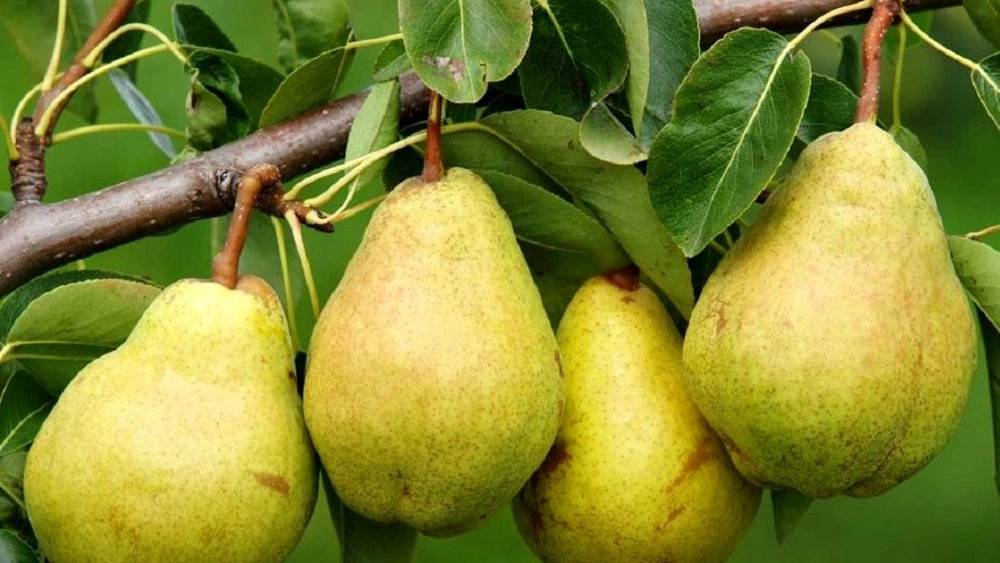 نهالستان پرتلاش سبز شریفی