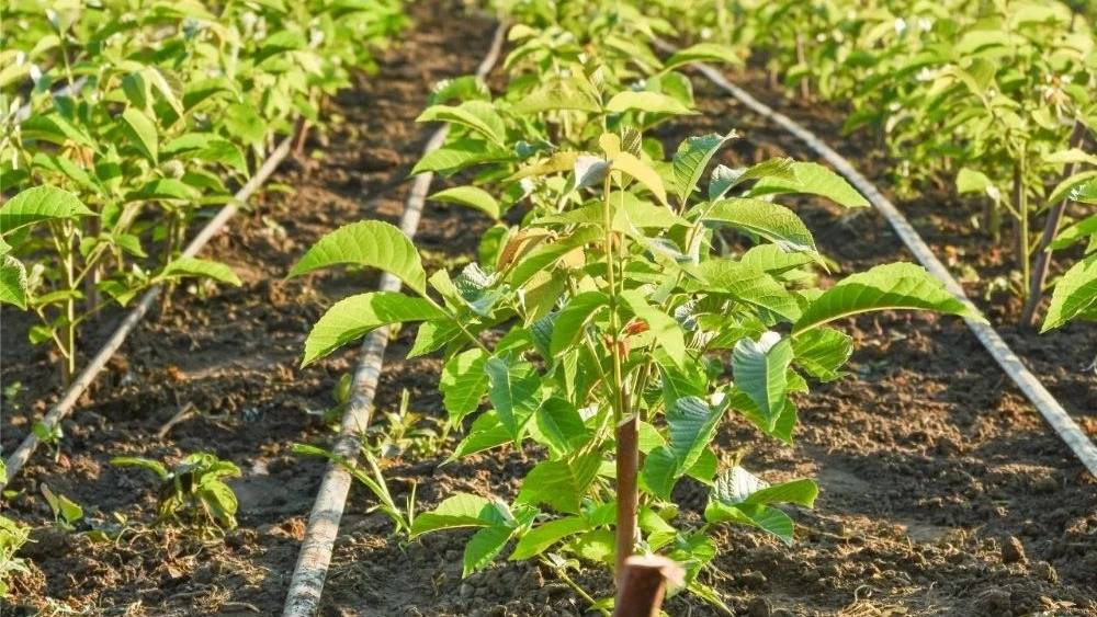 نهالستان پرتلاش سبز شریفی در تبریز نهالستان پرتلاش سبز شریفی در تبریز