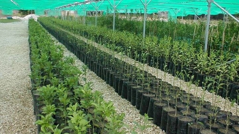 تولیدکننده نمونه بذر نهال باغی و رویشی در تبریز تولیدکننده نمونه بذر نهال باغی و رویشی در تبریز