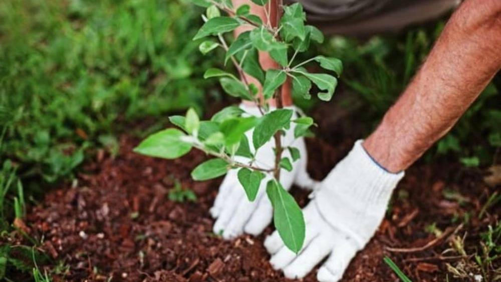 خرید نهال باغی در تبریز خرید نهال باغی در تبریز