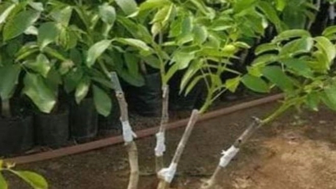 نهالستان نمونه آذربایجان شرقی نهالستان نمونه آذربایجان شرقی