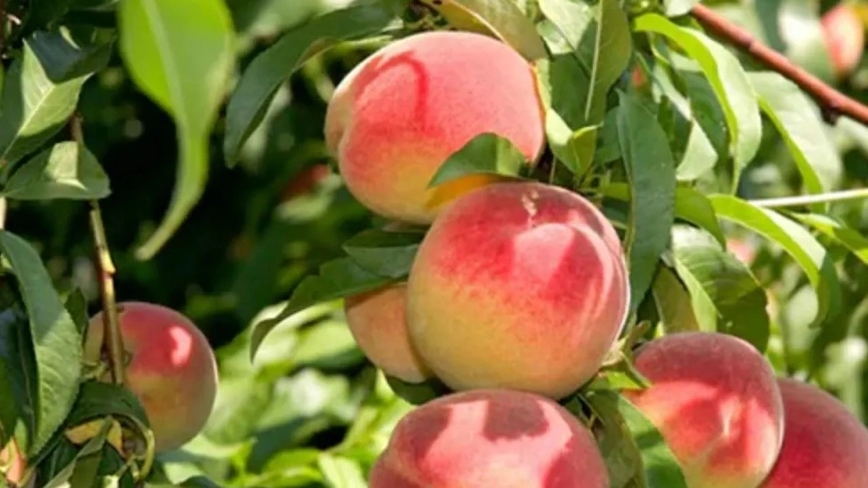 خرید نهال هلو انجیری خونی اصل تبریز خرید نهال هلو انجیری خونی اصل تبریز