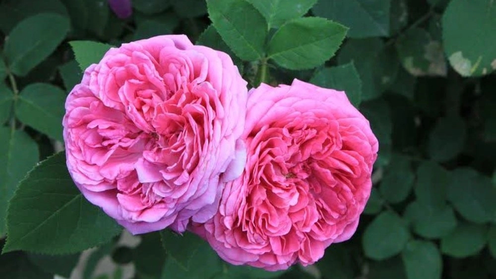 فروش نهال گل محمدی بهصورت عمده فروش نهال گل محمدی بهصورت عمده