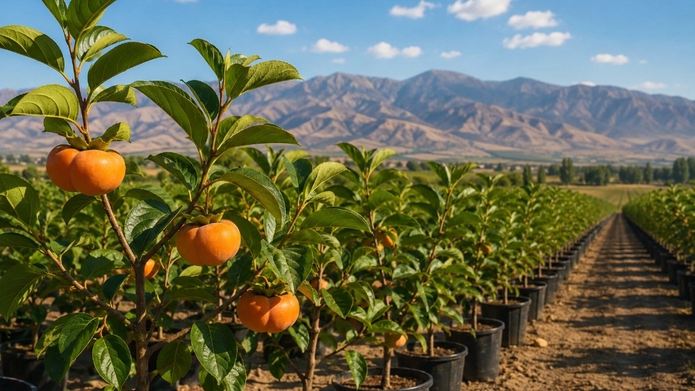فروش نهال خرمالو سیبی با ارسال سریع در تبریز فروش نهال خرمالو سیبی با ارسال سریع در تبریز