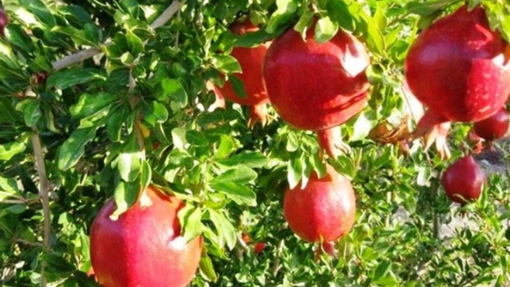 تولید نهال انار خداآفرین برای باغهای تجاری تولید نهال انار خداآفرین برای باغهای تجاری