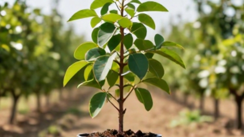 Selling Sardroud green tomato seedlings individually from Tabriz, buying original and fruitful seedlings at a reasonable price Selling Sardroud green tomato seedlings individually from Tabriz, buying original and fruitful seedlings at a reasonable price