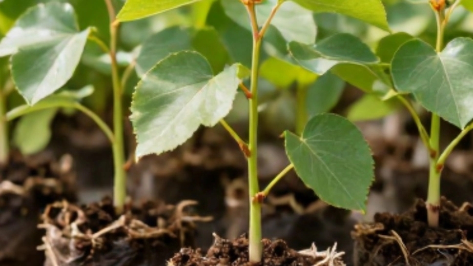 Sale of Darges pear seedlings to cooperatives from Tabriz. Bulk purchase of modified pear seedlings with quality assurance Sale of Darges pear seedlings to cooperatives from Tabriz. Bulk purchase of modified pear seedlings with quality assurance