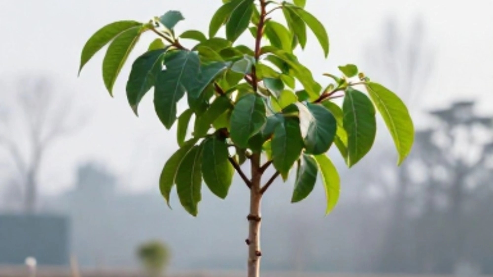 Production of peach and fig seedlings for cold areas from Tabriz, purchase of modified and cold-resistant seedlings Production of peach and fig seedlings for cold areas from Tabriz, purchase of modified and cold-resistant seedlings